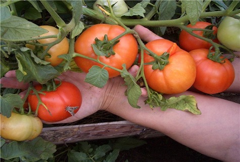 cà chua trên lòng bàn tay