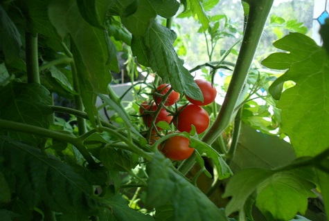 Thumbelina paradajka
