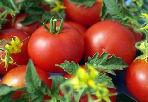Tomatenbüsche Jane