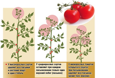 regels voor het knijpen van tomaten