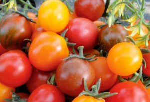 Pomidorų veislės Kish mish aprašymas ir savybės