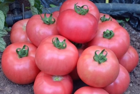 tomatgröda supergiant pink f1