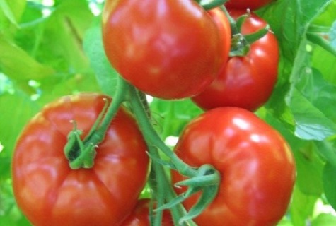 Tomaten-Energo
