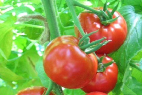 energia tomaatti