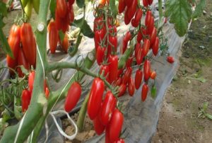 Charakteristika a popis odrůdy rajčat Inkas