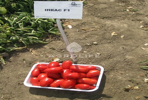 ντομάτα incas
