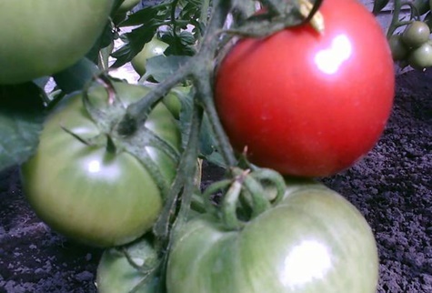 utseendet på tomatstansen