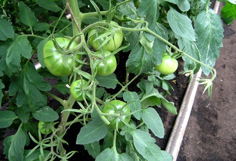Solución de tomate rosa en campo abierto.
