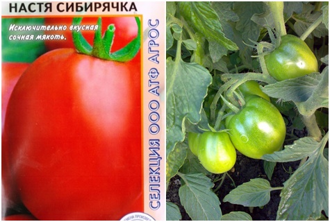 tomatfrön Nastya sibiryachka