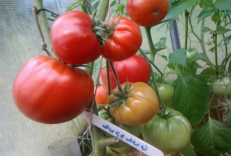 paradajka fidelio