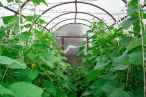Hur man formar gurkor till en stam i ett växthus i steg