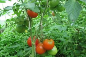 Hur du formar tomater i ett växthus och öppet fält