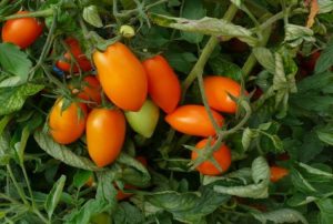 Descripción y características de la variedad de tomate Chanterelle