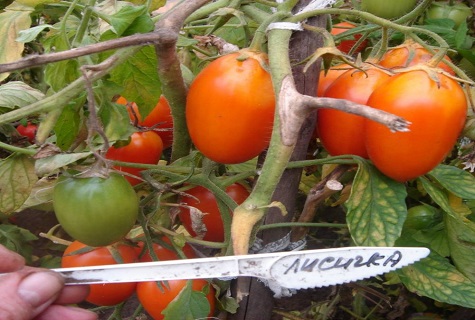 la inscripción debajo del tomate