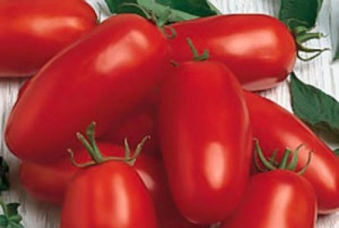 underdimensionerad tomat