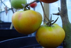 Χαρακτηριστικά και περιγραφή της ποικιλίας ντομάτας Καμηλοπάρδαλη