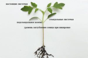 Quanto in profondità dovresti piantare i semi di pomodoro per le piantine