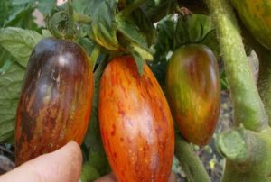 Funkcie tieňového boxu trpaslíkov odrody paradajok