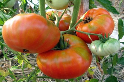 Tomatentrots van Siberië