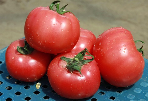 uiterlijk van roze Claire-tomaat