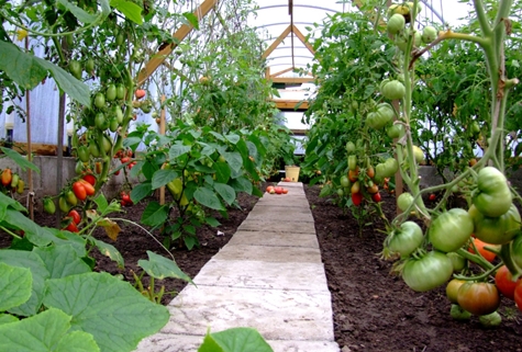 tomates rey grande en invernadero