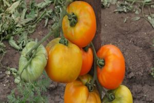 Description de la variété de tomate Ilya Muromets bogatyr sur le site