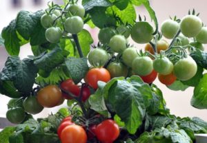 Minibel pomidorų veislės charakteristikos ir aprašymas, derlius