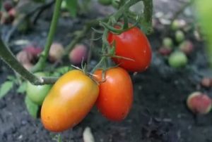 Beskrivning och egenskaper hos tomatsorten Empress