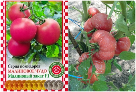mga kamatis na tomato Raspberry paglubog ng araw