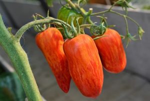 Kenmerken en beschrijving van de variëteit Tomato Sparks of Flame