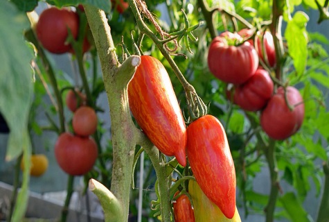 paprika tomaatti