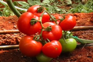 Description et caractéristiques de la variété de tomate Ivanych