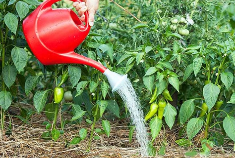 peper uit een sproeier water geven