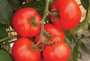 Caractéristiques et description de la variété de tomate Kakadu