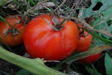 piktžolė su pomidoru