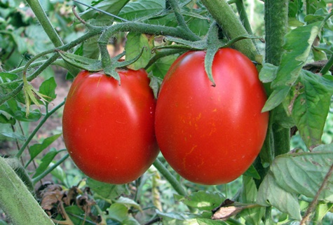 tomat Katenka i det öppna fältet