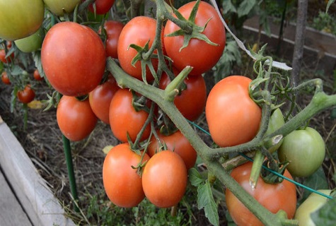 una cama de tomates