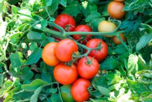 Katyusha pomidorų aprašymas ir savybės, jų auginimas