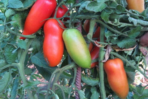 sidotut tomaatit