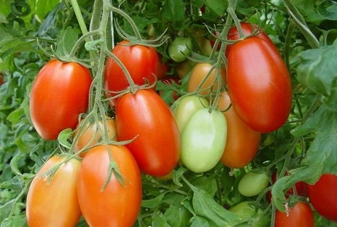 ein Dutzend rote Tomaten