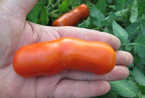 dlhé paradajka