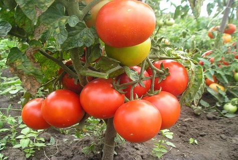 Tomaten in der Mitte