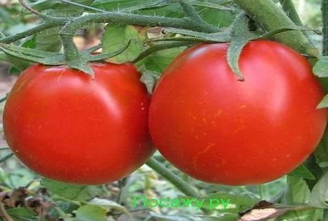 Tomaten-Kemerovets