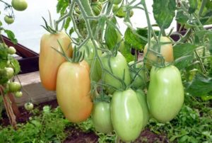 Pomidorų „Knyaginya“ aprašymas ir savybės, derlius