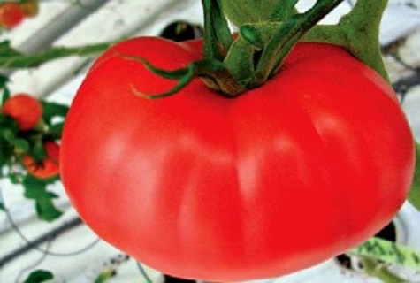 silné paradajky