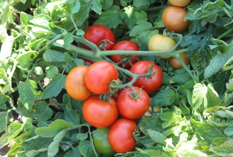 bouquet de tomates