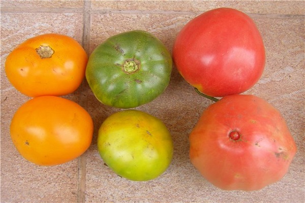dietiniai pomidorai