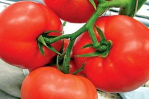 Description of Kohava tomato and characteristics of the variety