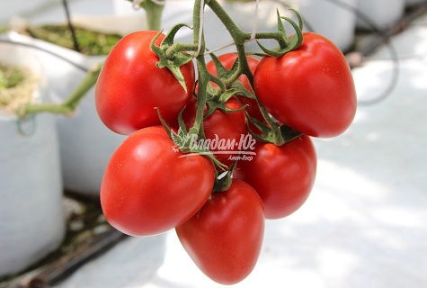 hart van tomaat