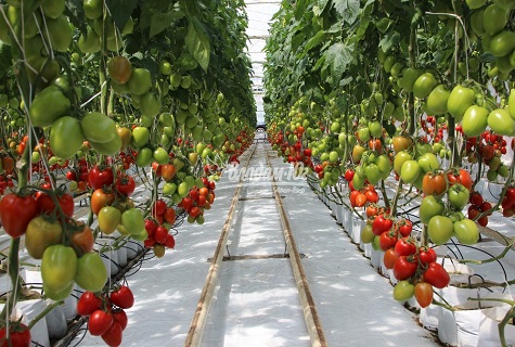 tomat drivhus